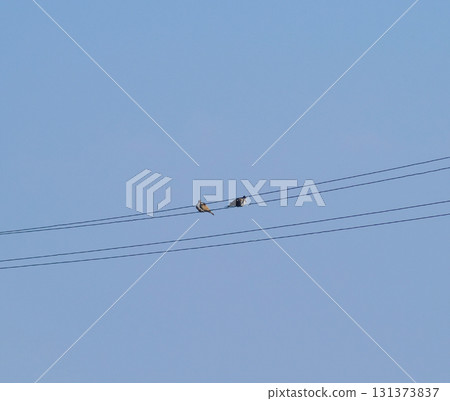 Two turtledoves on wires. A pair of pigeons on power lines Two turtledoves on wires. A pair of pigeons on power lines 131373837