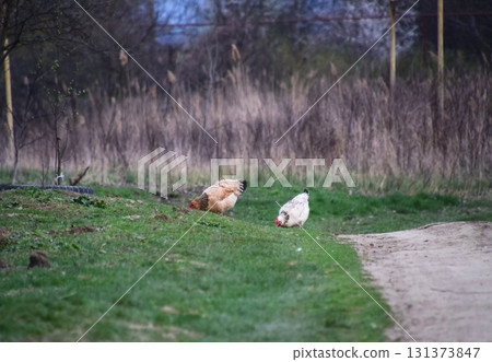 Chickens graze behind the fence on the road. Grazing hens on the grass Chickens graze behind the fence on the road. Grazing hens on the grass 131373847