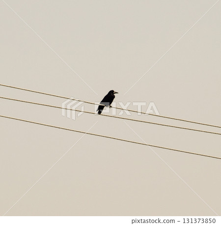 lone black crow sitting on wires. Carrion Crow corvids 131373850