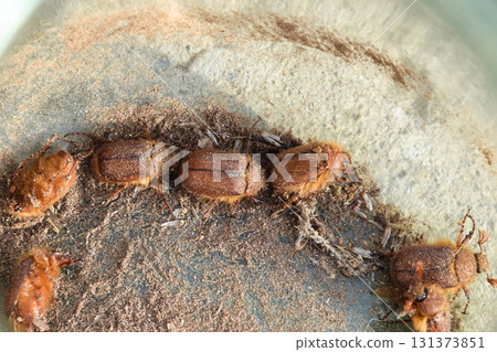 Melolontha east on the ground 131373851