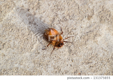 Melolontha east on the ground Melolontha east on the ground 131373855