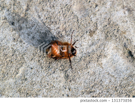 Melolontha east on the ground Melolontha east on the ground 131373856