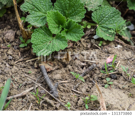 He flies bombyliidae above the ground in the grass 131373860