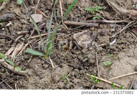 He flies bombyliidae above the ground in the grass He flies bombyliidae above the ground in the grass 131373862