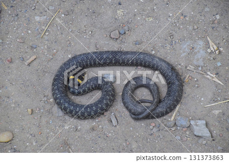 Grass snake, crawling along the ground. Non-poisonous snake. Frightened by the Grass snake 131373863