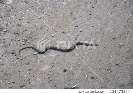 Grass snake, crawling along the ground. Non-poisonous snake. Frightened by the Grass snake 131373864