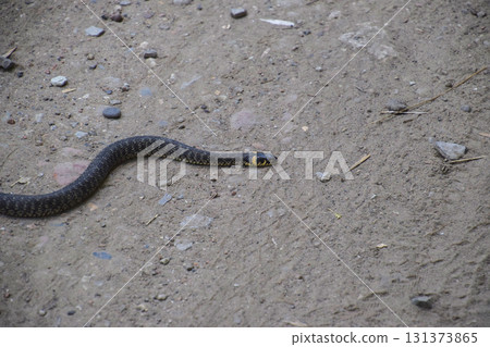 Grass snake, crawling along the ground. Non-poisonous snake. Frightened by the Grass snake 131373865