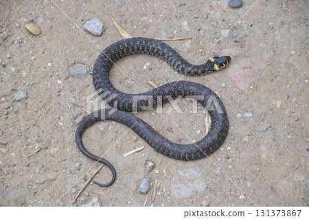 Grass snake, crawling along the ground. Non-poisonous snake. Frightened by the Grass snake Grass snake, crawling along the ground. Non-poisonous snake. Frightened by the Grass snake 131373867