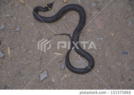 Grass snake, crawling along the ground. Non-poisonous snake. Frightened by the Grass snake Grass snake, crawling along the ground. Non-poisonous snake. Frightened by the Grass snake 131373868
