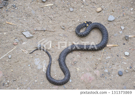 Grass snake, crawling along the ground. Non-poisonous snake. Frightened by the Grass snake Grass snake, crawling along the ground. Non-poisonous snake. Frightened by the Grass snake 131373869