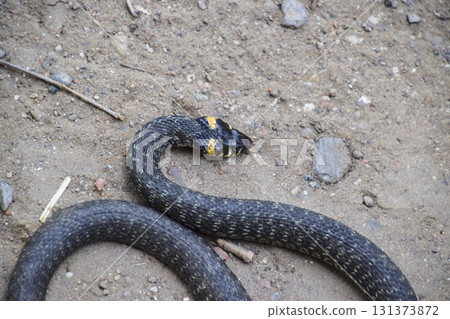 Grass snake, crawling along the ground. Non-poisonous snake. Frightened by the Grass snake Grass snake, crawling along the ground. Non-poisonous snake. Frightened by the Grass snake 131373872