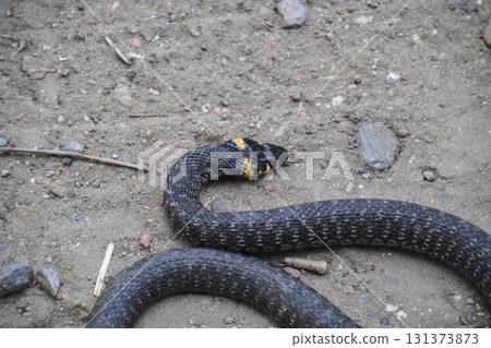 Grass snake, crawling along the ground. Non-poisonous snake. Frightened by the Grass snake Grass snake, crawling along the ground. Non-poisonous snake. Frightened by the Grass snake 131373873