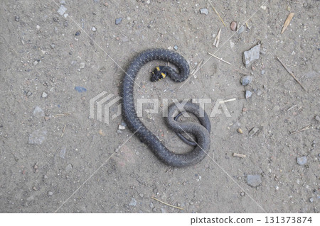 The dead snake. The dead, crushed by the machine Grass snake. Non-poisonous snake 131373874