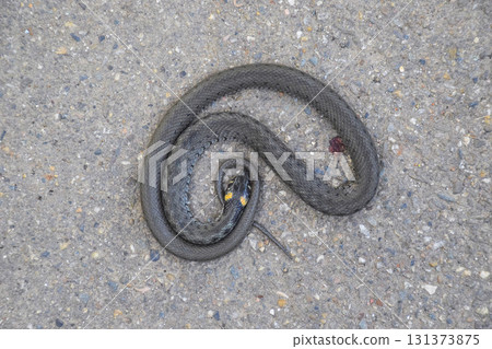 The dead snake. The dead, crushed by the machine Grass snake. Non-poisonous snake The dead snake. The dead, crushed by the machine Grass snake. Non-poisonous snake 131373875