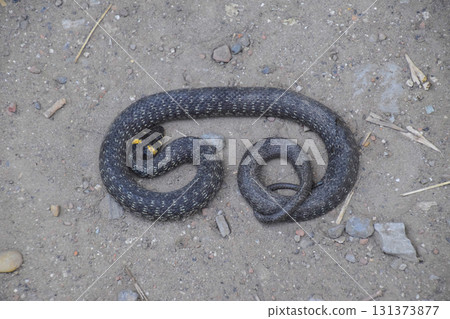 Grass snake, crawling along the ground. Non-poisonous snake. Frightened by the Grass snake 131373877
