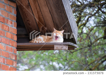 Adult red - white cat. Yawning red cat 131373878