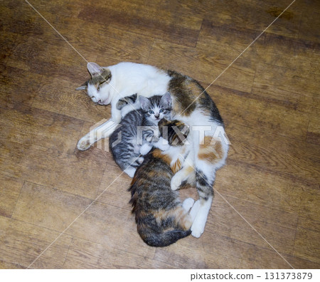 Calico cat feeding kitten milk. Breast-feeding. Kittens cat suck tits 131373879