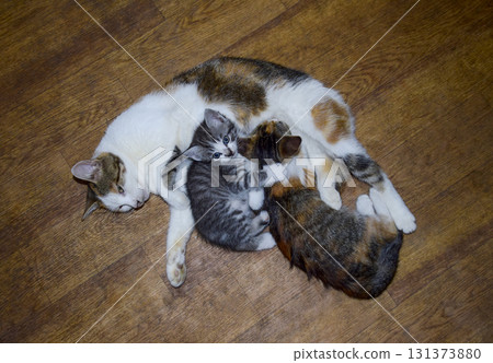 Calico cat feeding kitten milk. Breast-feeding. Kittens cat suck tits Calico cat feeding kitten milk. Breast-feeding. Kittens cat suck tits 131373880
