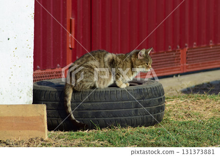 The old tabby cat sitting on a car wheel at the fence. Old age house cats The old tabby cat sitting on a car wheel at the fence. Old age house cats 131373881