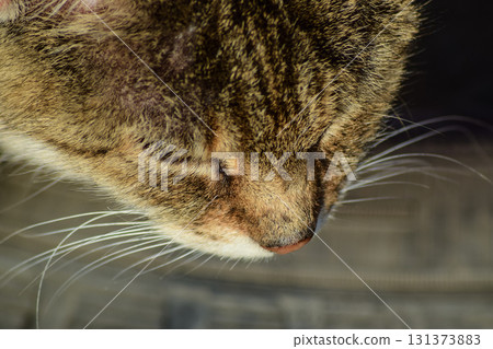 The muzzle of the old striped cat. Old age house cats The muzzle of the old striped cat. Old age house cats 131373883