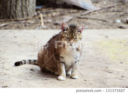 Grey tabby cat winks 131373887