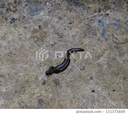 Mating millipede. Millipede - centipedes black with strong armor 131373889