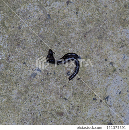 Mating millipede. Millipede - centipedes black with strong armor 131373891