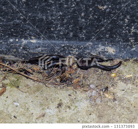 Mating millipede. Millipede - centipedes black with strong armor 131373893