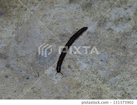 Crawling on concrete millipede. Millipede - centipedes black with strong armor 131373902