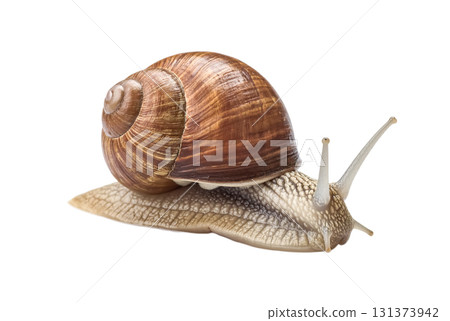 Common garden snail on white background 131373942