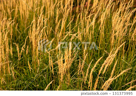 Calamagrostis is a genus of herbaceous plants in the family Poaceae. Golden grasses sway in the gentle breeze during sunset in a serene field landscape. 131373995