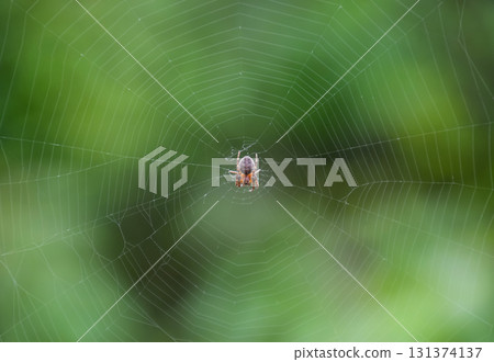 Small spider in his web of Araneus. Lovcen spider network Small spider in his web of Araneus. Lovcen spider network 131374137