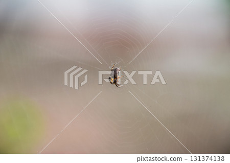 Small spider in his web of Araneus. Lovcen spider network Small spider in his web of Araneus. Lovcen spider network 131374138
