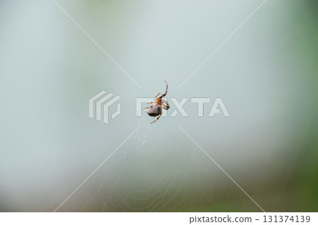 Small spider in his web of Araneus. Lovcen spider network 131374139