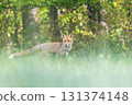 Cute red fox portrait outside. 131374148