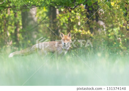 Cute red fox portrait outside. 131374148