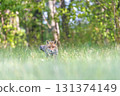 Front view portrait of moving  young red fox i 131374149