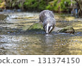 Front view of a European badger drinking from a river. 131374150