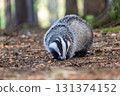 Front view of European badger posing in the forest. 131374152