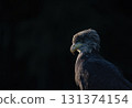 Side view portrait of osprey in wildlife. Dark  background 131374154