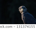 Front view portrait of osprey in wildlife. Dark  background. 131374155