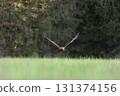 Golden eagle is taking off over a meadow. 131374156