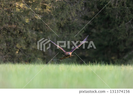 Golden eagle is taking off over a meadow. 131374156