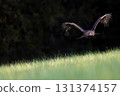 Golden eagle is taking off  on a dark  background. 131374157