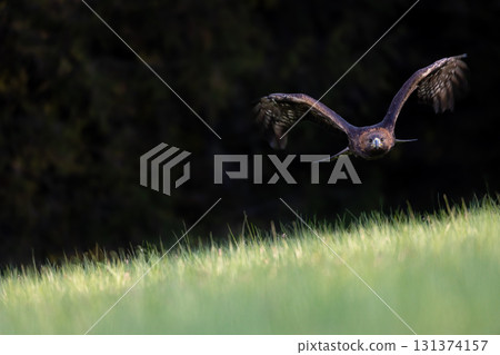 Golden eagle is taking off  on a dark  background. 131374157
