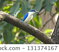 Collared kingfisher perched on a tree 131374167
