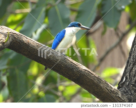 Collared kingfisher perched on a tree Collared kingfisher perched on a tree 131374167