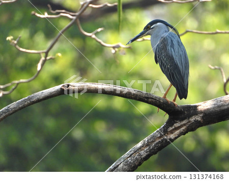 A Japanese bush warbler perched on a tree branch 131374168