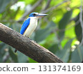 Collared kingfisher perched on a tree 131374169