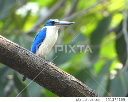 Collared kingfisher perched on a tree Collared kingfisher perched on a tree 131374169
